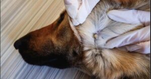 Ojo si tienes perros en casa: una garrapata puede ser mortal