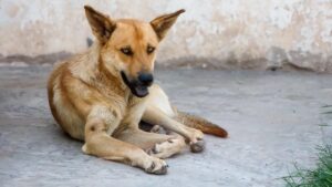 Exhortan a reportar casos de maltrato animal en Torreón