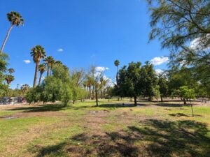 Refuerzan riego y cuidados de mil árboles en el Bosque Venustiano Carranza